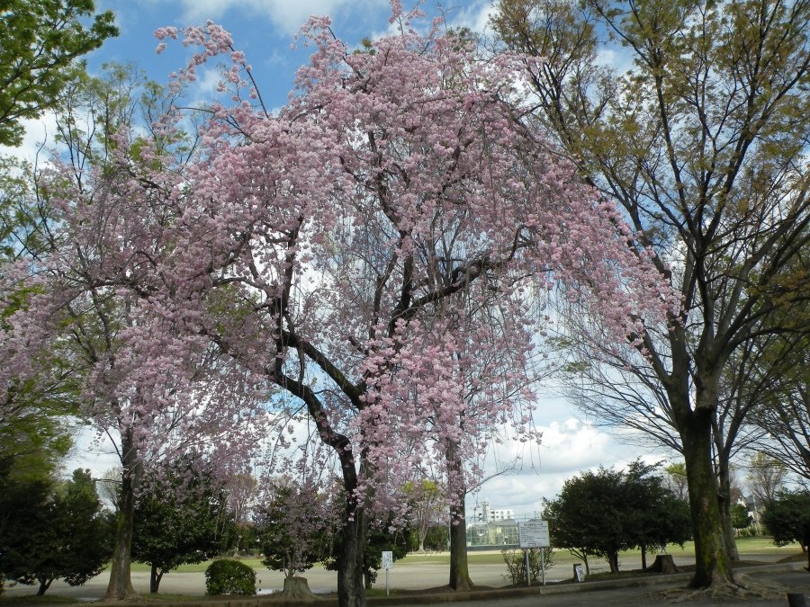 芦山公園